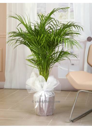 areca palmiye
